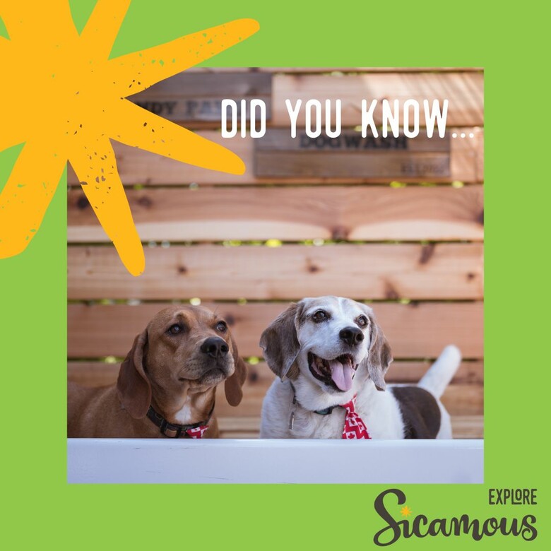 Did you know Sicamous is dog-friendly?