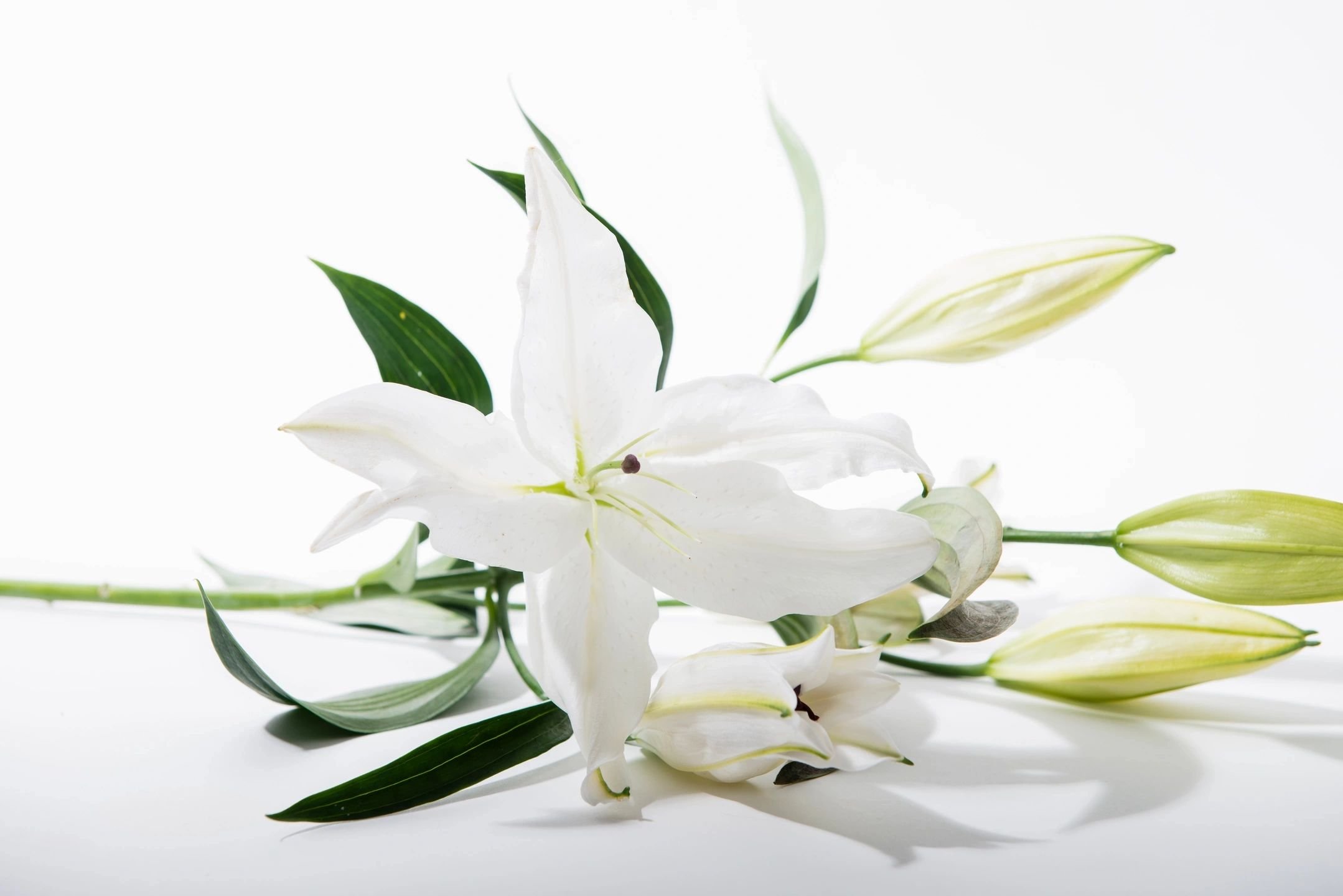Lily of the Valley Floral Boutique